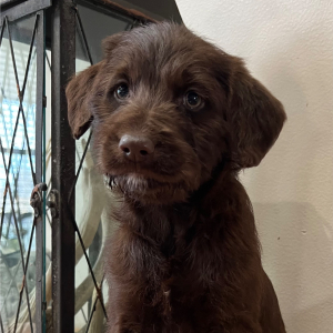 Labradoodle Puppy Tesla