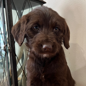 Labradoodle Puppy Tesla