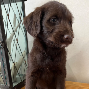 Labradoodle Puppy Tesla