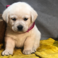 Labrador Retriever Puppy Fresno