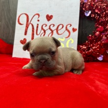 French Bulldog Puppy Jasper