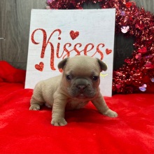 French Bulldog Puppy Jasper
