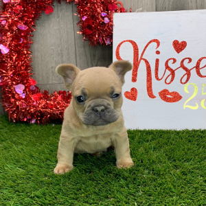 French Bulldog Puppy Jasper