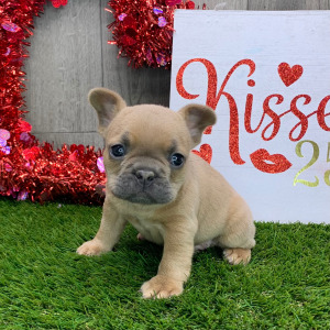 French Bulldog Puppy Jasper