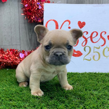 French Bulldog Puppy Jasper