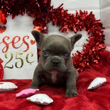 French Bulldog Puppy Leland