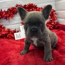 French Bulldog Puppy Leland