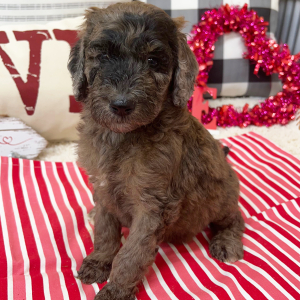 Goldendoodle Puppy Blossom