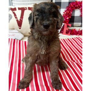 Goldendoodle Puppy Blossom
