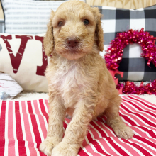 Goldendoodle Puppy Braxton