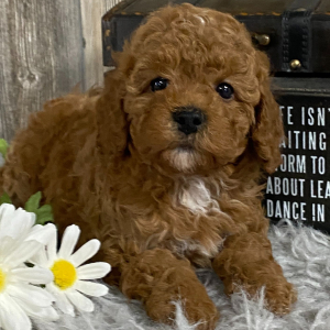 Cavapoo Puppy Jet