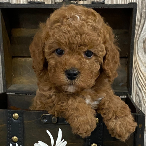 Cavapoo Puppy Jet