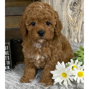 Cavapoo Puppy Jet