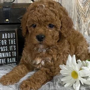 Cavapoo Puppy Jet