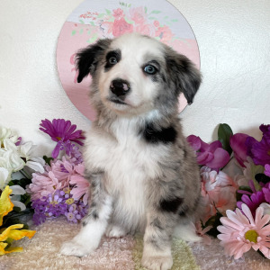 Border Collie Puppy Ostler