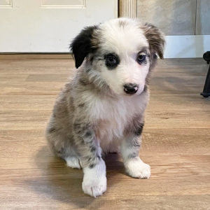 Border Collie Puppy Ostler