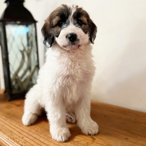 Pyredoodle Puppy Basil