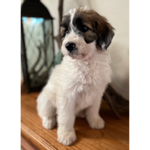 Pyredoodle Puppy Basil