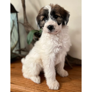 Pyredoodle Puppy Basil