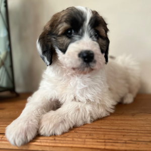 Pyredoodle Puppy Basil