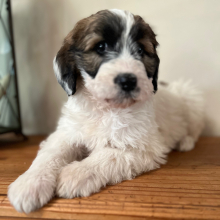 Pyredoodle Puppy Basil