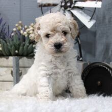 Aussiedoodle Puppy Pongo
