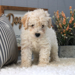 Aussiedoodle Puppy Pongo