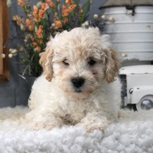Aussiedoodle Puppy Pongo
