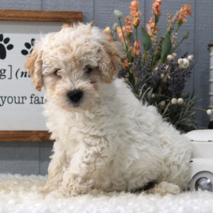 Aussiedoodle Puppy Pongo