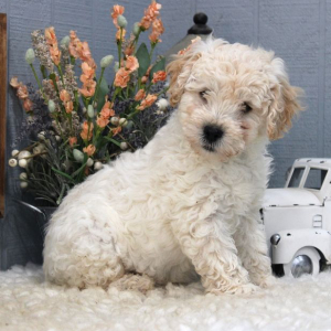 Aussiedoodle Puppy Pongo