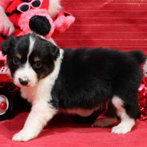 Australian Shepherd Puppy Qy