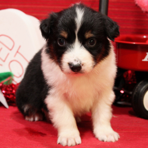Australian Shepherd Puppy Qy