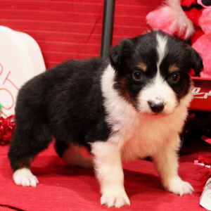 Australian Shepherd Puppy Qy