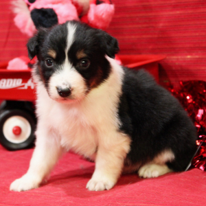 Australian Shepherd Puppy Qy