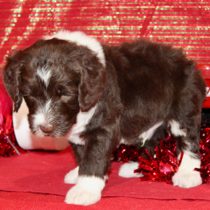 Aussiedoodle Puppy Dash
