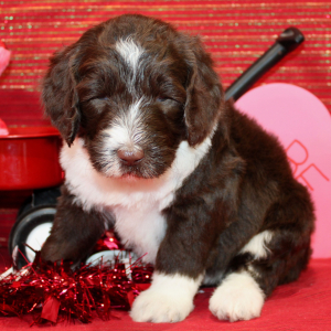 Aussiedoodle Puppy Dash