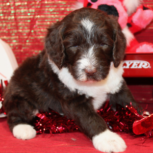 Aussiedoodle Puppy Dash