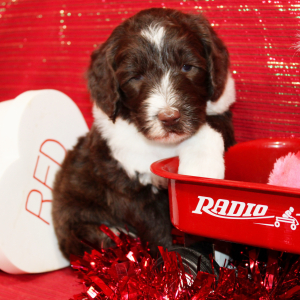 Aussiedoodle Puppy Dash