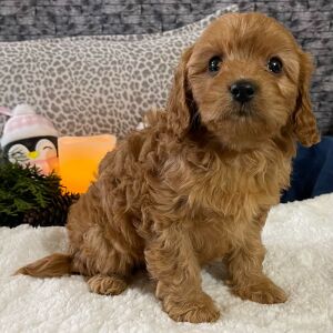 Cavapoo Puppy Delia
