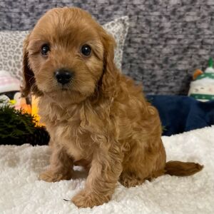 Cavapoo Puppy Delia