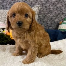 Cavapoo Puppy Delia