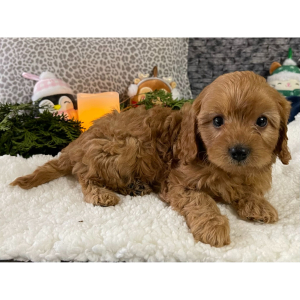 Cavapoo Puppy Delia