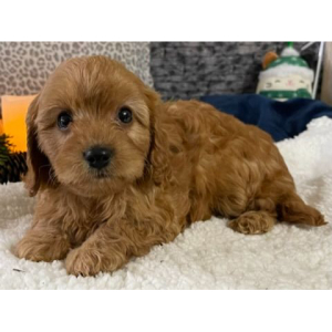Cavapoo Puppy Delia