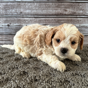 Cavapoo Puppy Bently