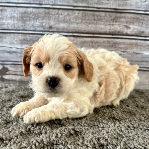 Cavapoo Puppy Bently