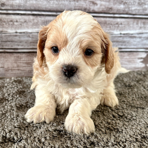 Cavapoo Puppy Bently
