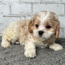 Cavapoo Puppy Bently