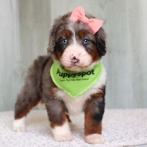 Bernedoodle Puppy Lexi