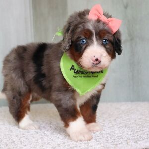 Bernedoodle Puppy Lexi