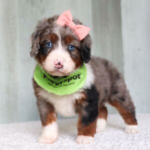 Bernedoodle Puppy Lexi